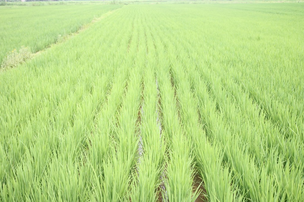 rice-field-409586_1280