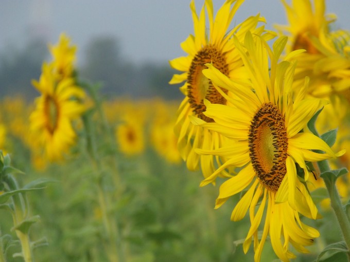 sunflower-field-473107_1280