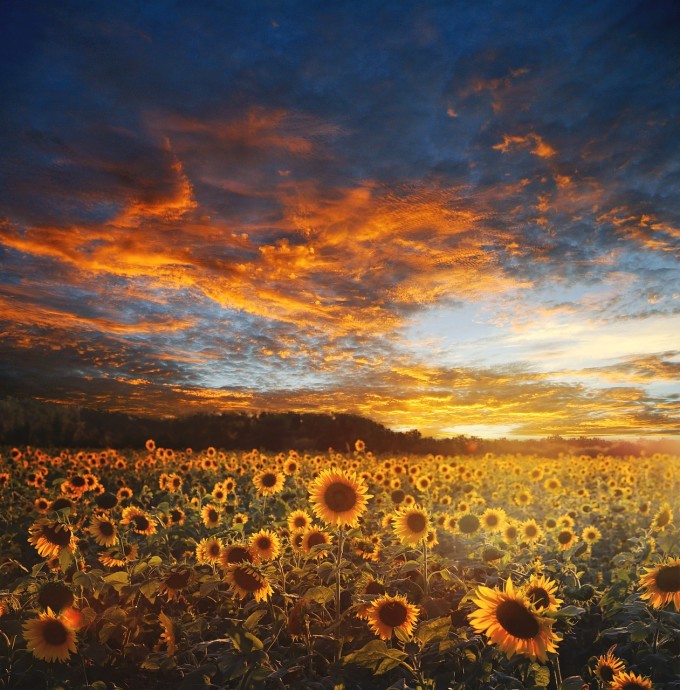sunflower-field-730446_1280