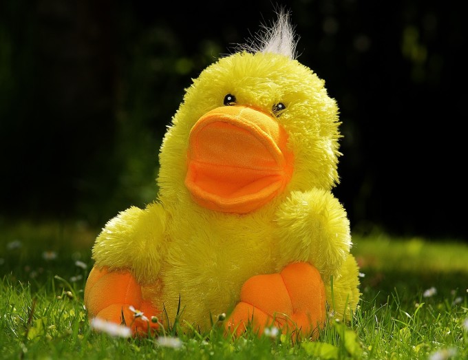 duck-783684_1280