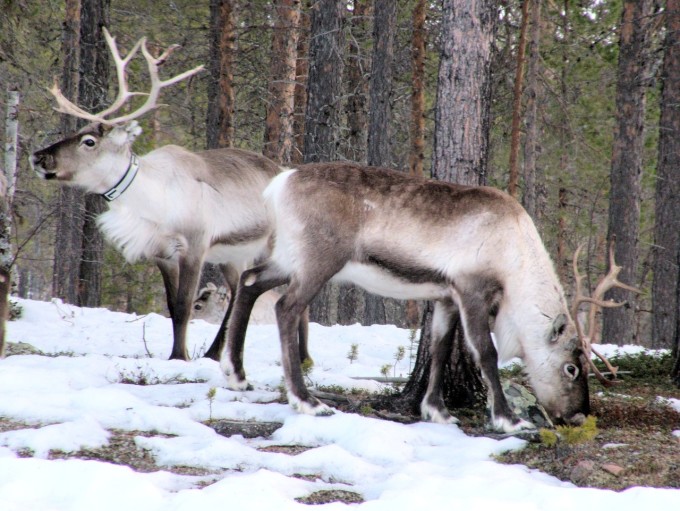 reindeer-697283_1280