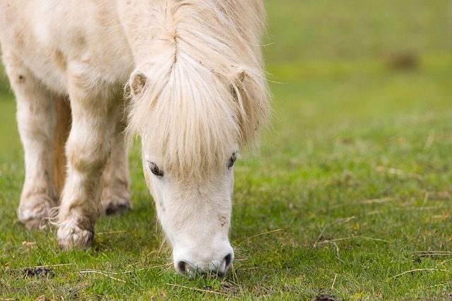 shetland-pony-164902_640