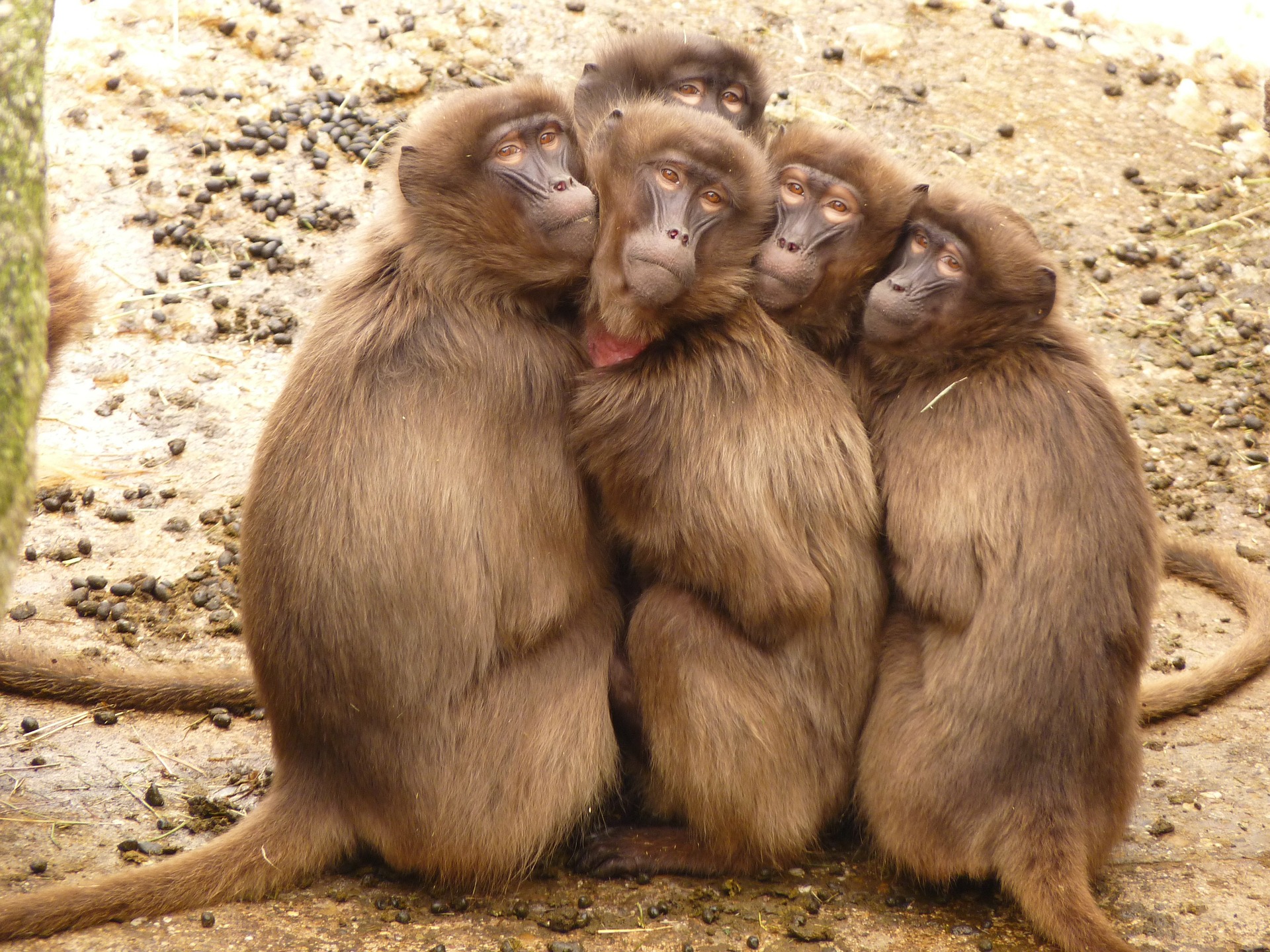 猿がいっぱいいる関東の動物園5選 16年申年は猿に会いに行こう Comolib Magazine