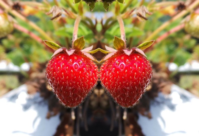 strawberries-675876_1280