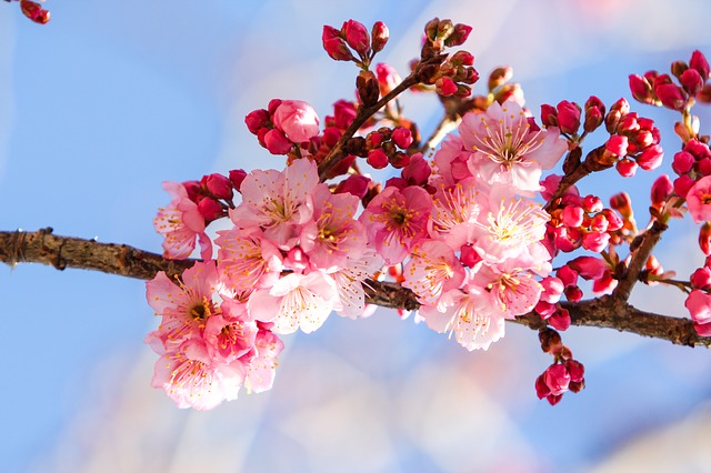 cherry-blossoms-656965_640