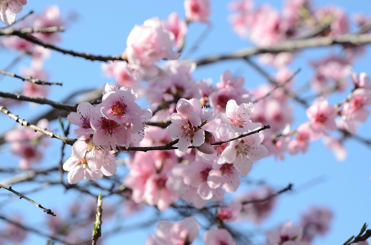 桃の花の名所全国10選！見頃時期やお花見におすすめのスポットは？ | comolib Magazine