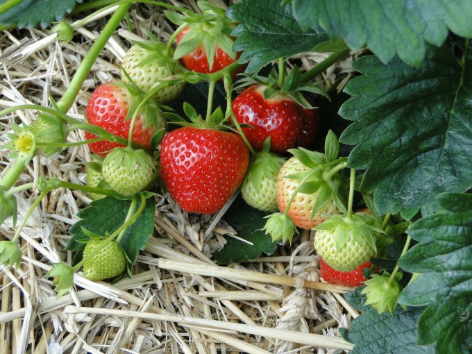 strawberries-196798_1920(1)