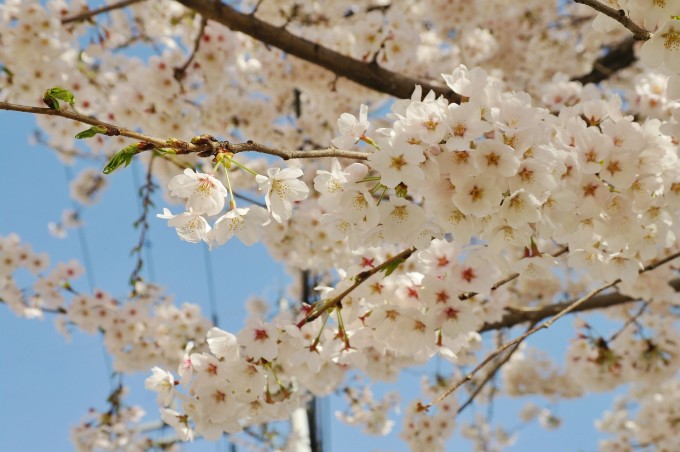 cherry-blossom-1001234_1920(1)