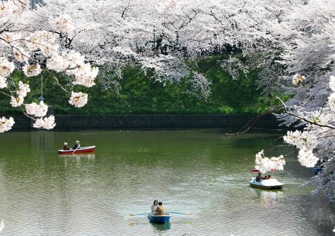 chidori-is-the-cherry-blossoms-177243_1280