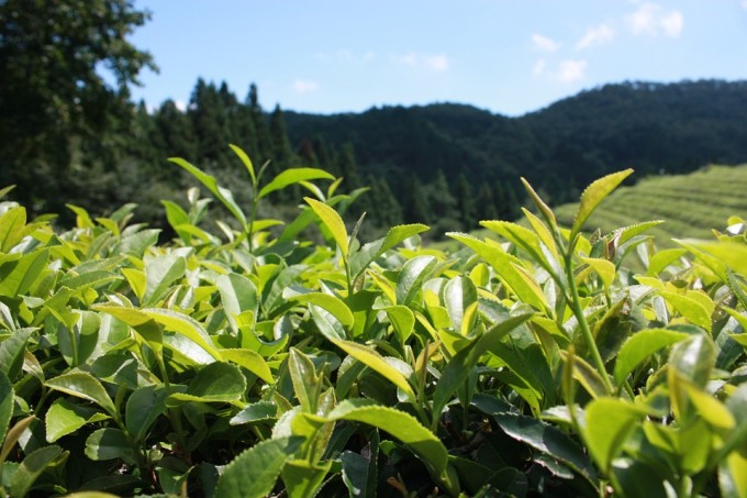 green-tea-plantation-497792_960_720