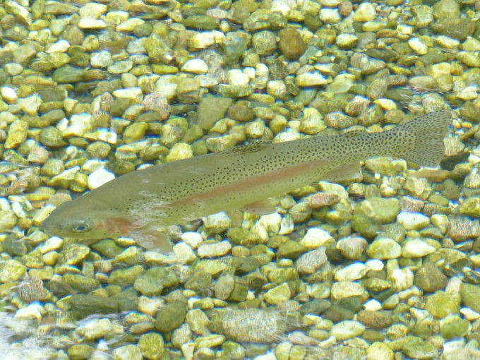 rainbow-trout-117482_1920