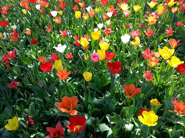 tulips-739466_640