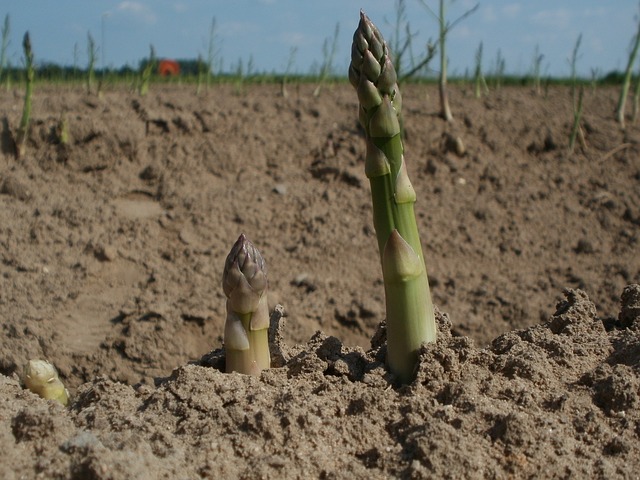 アスパラガスの栽培はプランターで出来る その方法とは Comolib Magazine