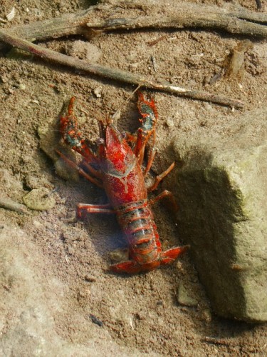 crayfish-978458_640