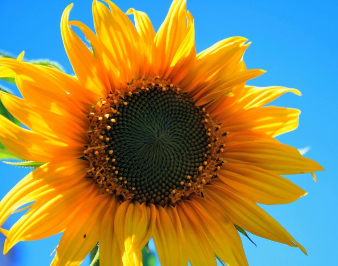 yellow-sunflower-403172_1280