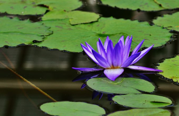 water-lily-1453118_1920