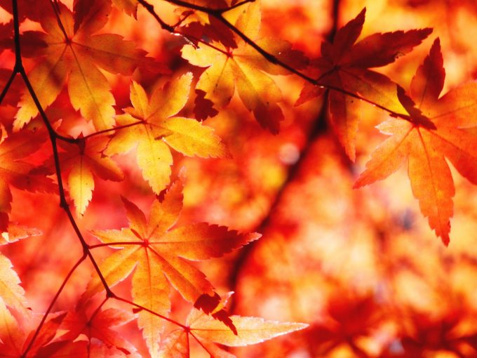 autumnal-leaves-1352107_1920