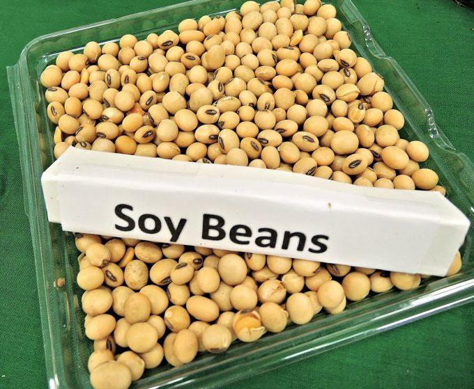 soy-beans-968986_1280