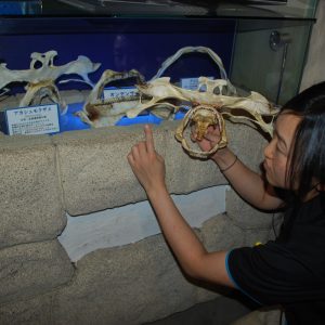 サメの骨格標本レクチャー